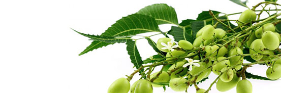 L'huile végétale de Neem